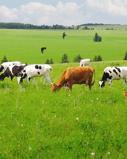 Sector Agricultura y ganadería